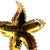 Tiffany & Company 18 Karat Yellow Gold Starfish Brooch Pin