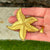 Tiffany & Company 18 Karat Yellow Gold Starfish Brooch Pin